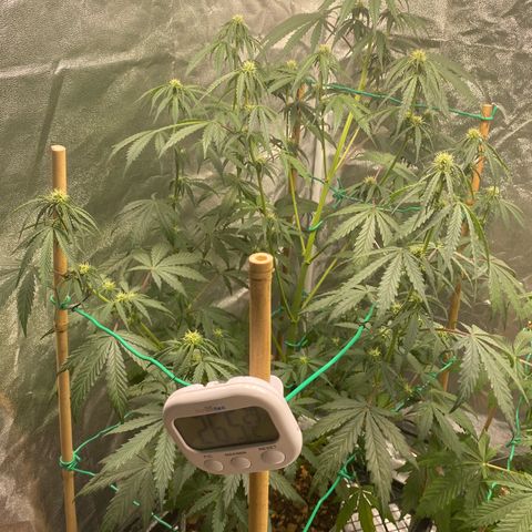 Glue Gelato Auto growlog timeline photo
