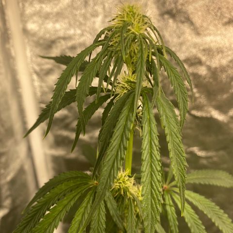 Glue Gelato Auto growlog timeline photo