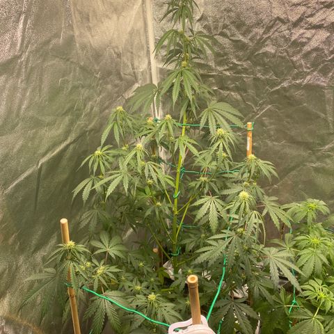 Glue Gelato Auto growlog timeline photo