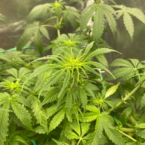 Auto Critical Orange Punch growlog timeline photo
