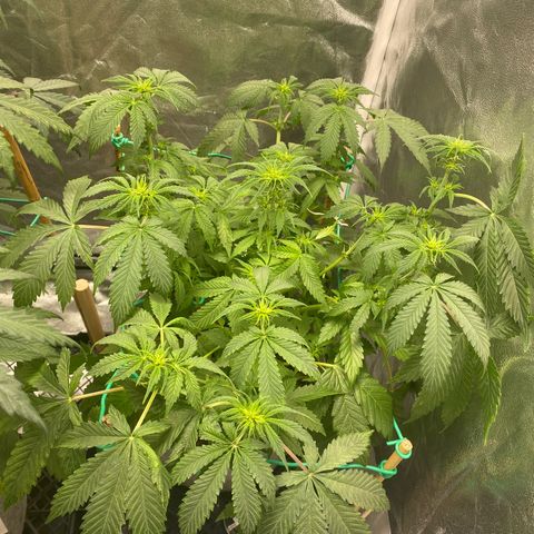 Auto Critical Orange Punch growlog timeline photo