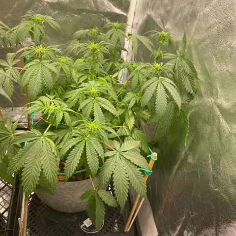 Auto Critical Orange Punch growlog timeline photo