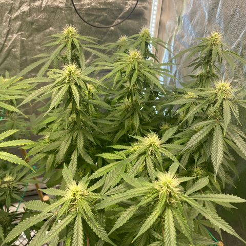 Auto Critical Orange Punch growlog timeline photo