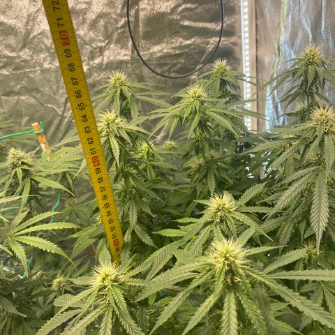 Auto Critical Orange Punch growlog timeline photo