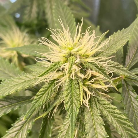 Auto Critical Orange Punch growlog timeline photo
