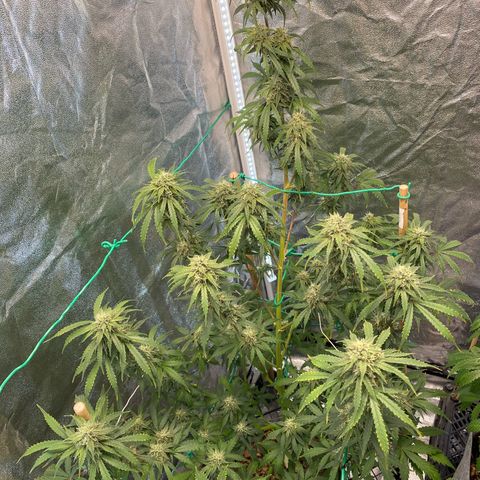 Glue Gelato Auto growlog timeline photo
