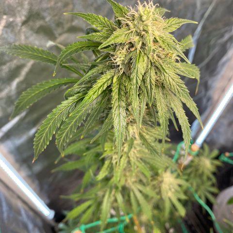 Glue Gelato Auto growlog timeline photo