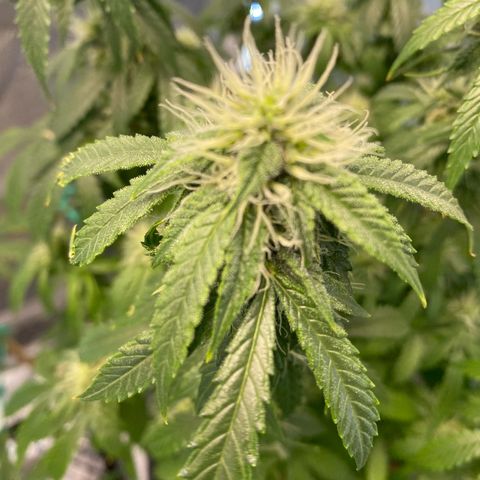 Auto Critical Orange Punch growlog timeline photo