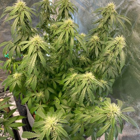 Auto Critical Orange Punch growlog timeline photo