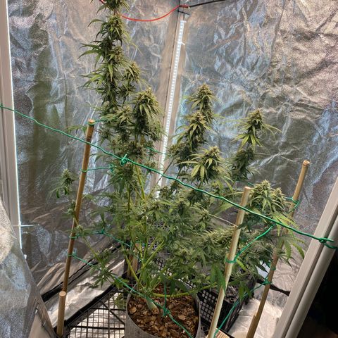 Glue Gelato Auto growlog timeline photo