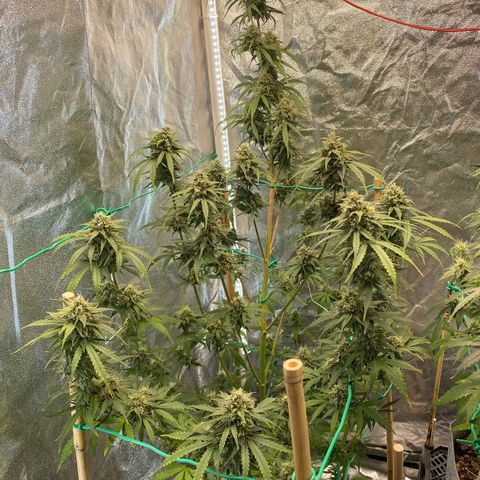 Glue Gelato Auto growlog timeline photo