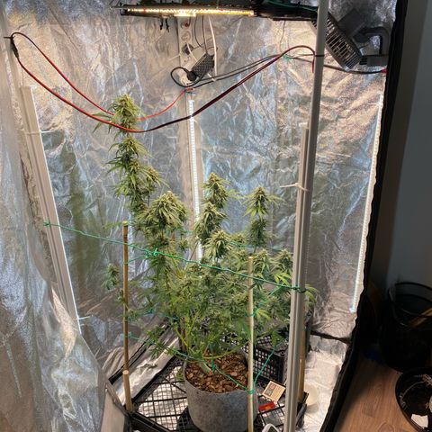 Glue Gelato Auto growlog timeline photo