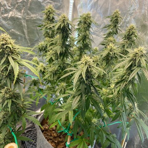Auto Critical Orange Punch growlog photo: Defoliated 
