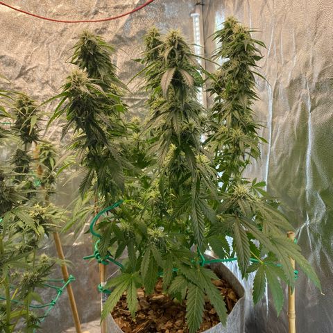 Auto Critical Orange Punch growlog photo: Defoliated 