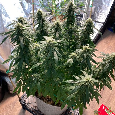 Auto Critical Orange Punch growlog photo: Defoliated 
