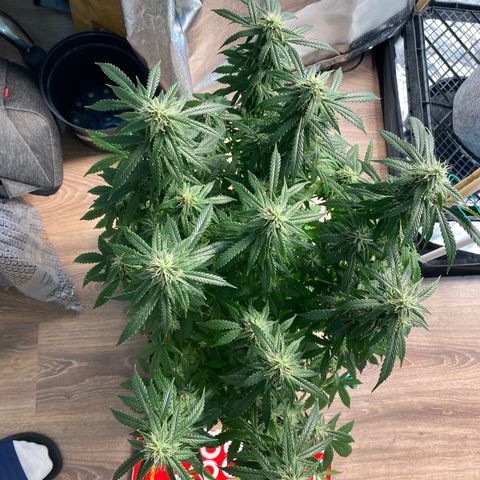 Auto Critical Orange Punch growlog photo: Defoliated 