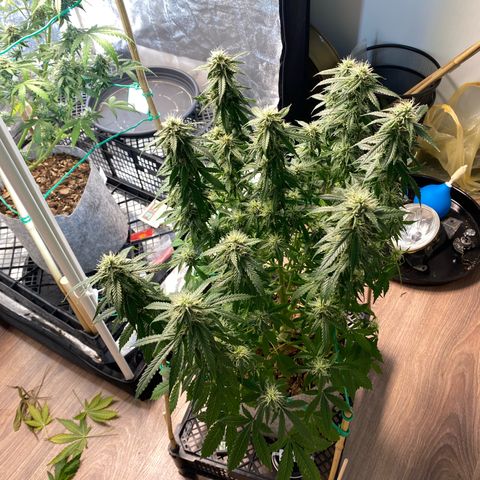 Auto Critical Orange Punch growlog photo: Defoliated 