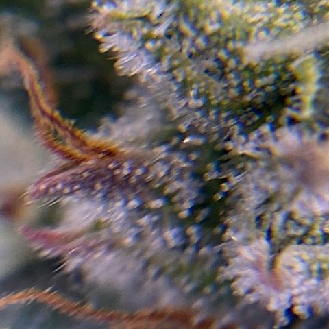 Glue Gelato Auto growlog timeline photo