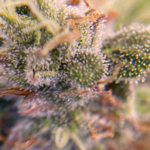Glue Gelato Auto growlog timeline photo