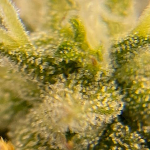 Auto Critical Orange Punch growlog timeline photo