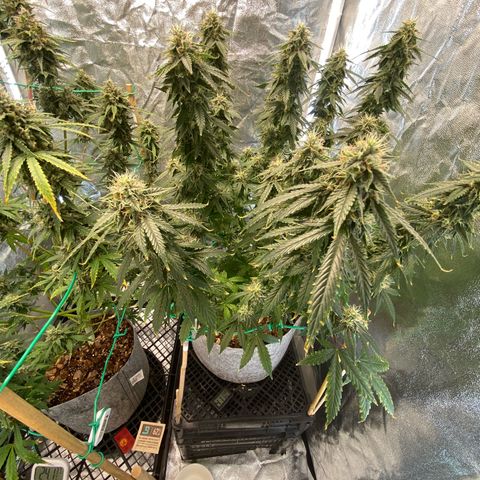 Auto Critical Orange Punch growlog timeline photo