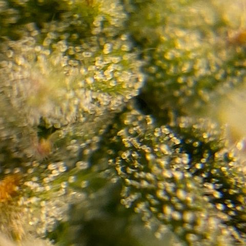 Auto Critical Orange Punch growlog timeline photo