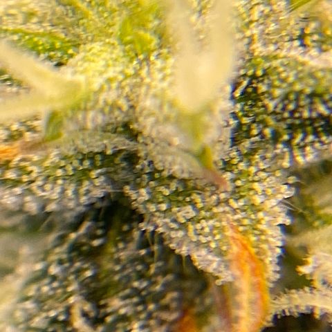 Auto Critical Orange Punch growlog timeline photo