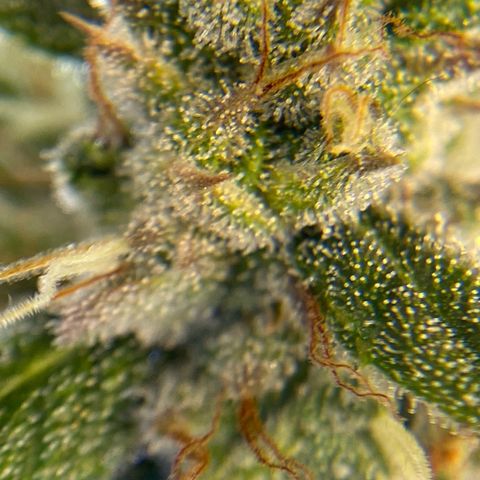 Glue Gelato Auto growlog timeline photo
