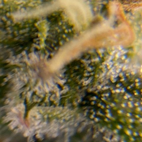 Glue Gelato Auto growlog timeline photo