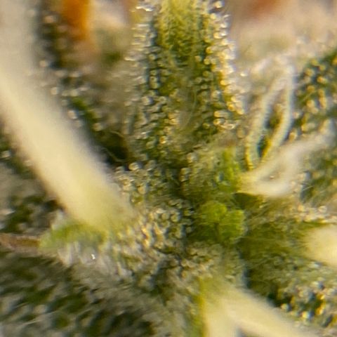 Auto Critical Orange Punch growlog timeline photo