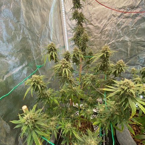 Glue Gelato Auto growlog timeline photo