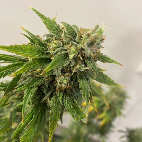 Glue Gelato Auto growlog timeline photo