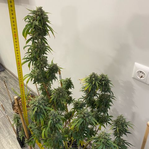 Glue Gelato Auto growlog timeline photo