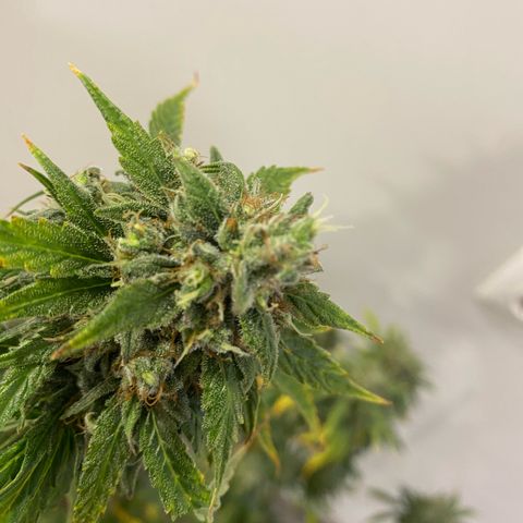 Glue Gelato Auto growlog timeline photo