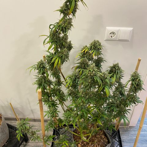 Glue Gelato Auto growlog timeline photo