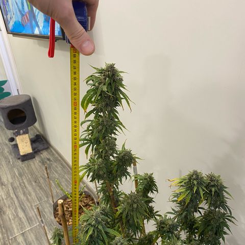 Glue Gelato Auto growlog timeline photo