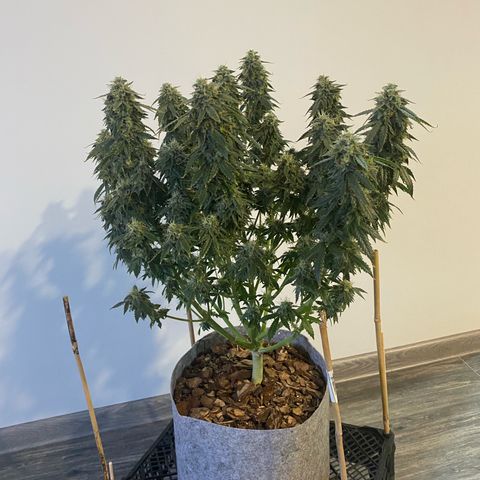 Auto Critical Orange Punch growlog timeline photo