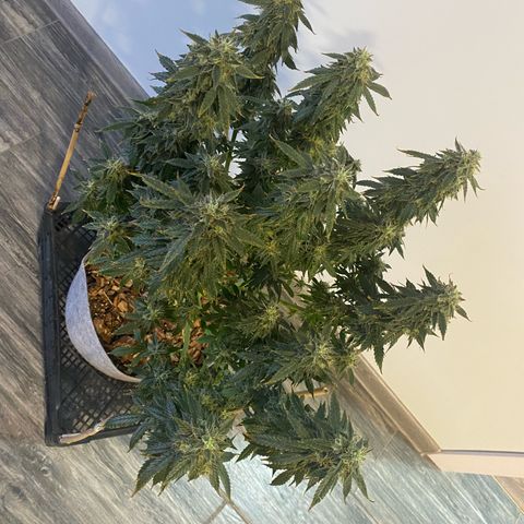 Auto Critical Orange Punch growlog timeline photo