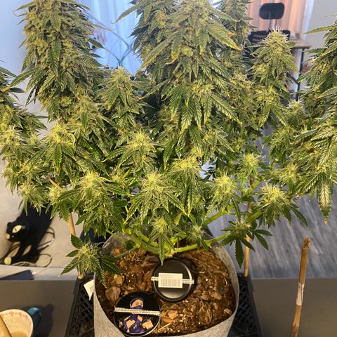 Auto Critical Orange Punch growlog timeline photo
