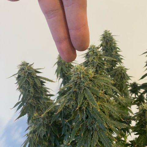 Auto Critical Orange Punch growlog timeline photo
