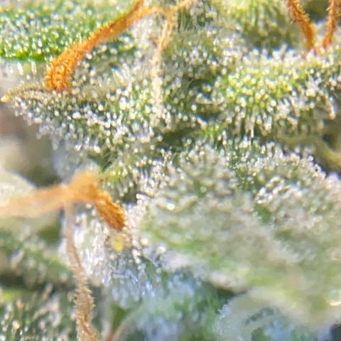 Auto Critical Orange Punch growlog timeline photo
