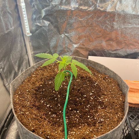 Tutankhamon growlog timeline photo
