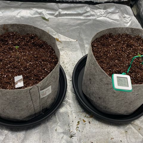 Tutankhamon growlog photo: 12l pot, coco with perlit and Batman’s guano