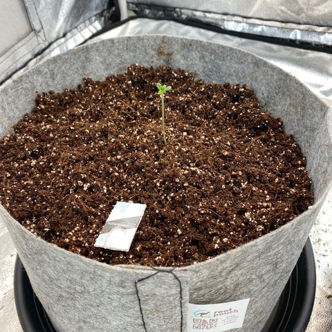 Tutankhamon growlog photo: 12l pot, coco with perlit and Batman’s guano