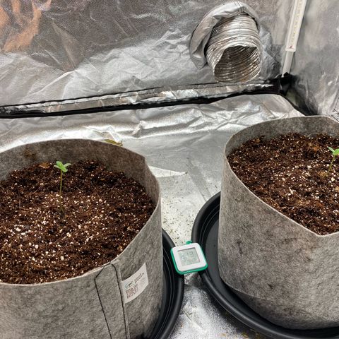 Tutankhamon growlog timeline photo