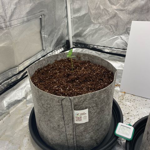 Tutankhamon growlog timeline photo
