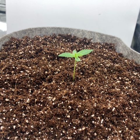 Tutankhamon growlog timeline photo