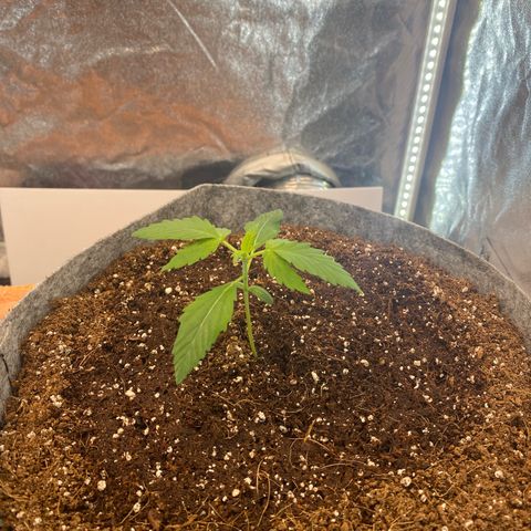 Tutankhamon growlog timeline photo