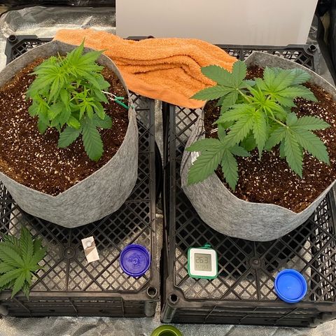 Tutankhamon growlog timeline photo