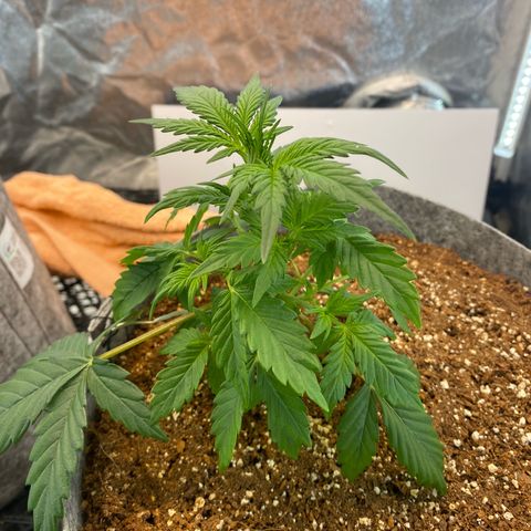 Tutankhamon growlog timeline photo